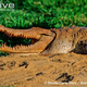 Illustration for article titled Sunday Crocodilian - Crocodylus intermedius Edition